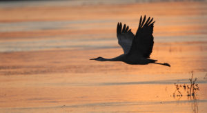 Sandhill Crane