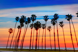 Sunset with rows of Palm tree in Santa Barbara, California