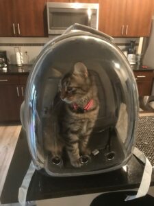 Traveling cat