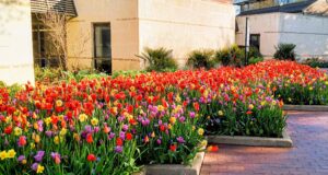 Dallas Arboretum
