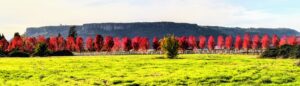Fall landscape