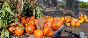 Pumpkins