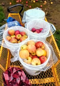 apple buckets