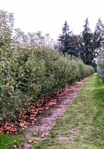 apple orchard