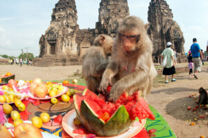 Monkey Buffet Festival