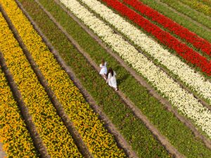 tulips