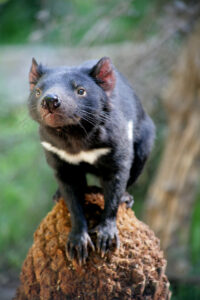 Tasmanian devil