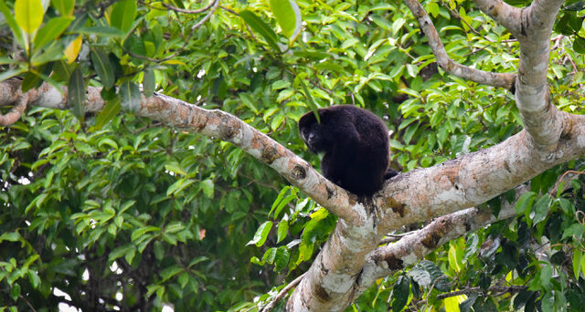 Panama rainforest Black Howler Monkey -- ID 132692348 © Ahkenahmed _ Dreamstime.com
