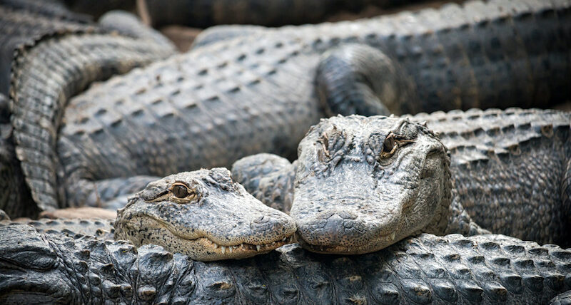 Myrtle Beach Alligator Myrtle Beach Alligators