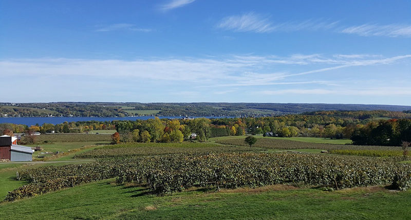 FingerLakes7 Vineyard View Winery