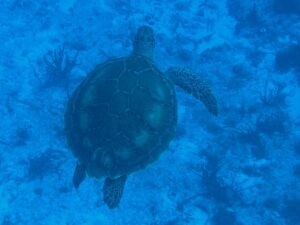 Cozumel