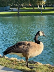 Goose