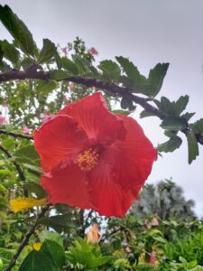 Maui