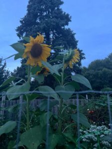 Sunflowers