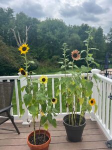 Sunflowers