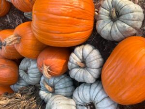 pumpkin