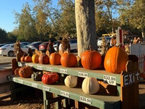 pumpkin