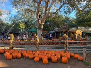 pumpkin